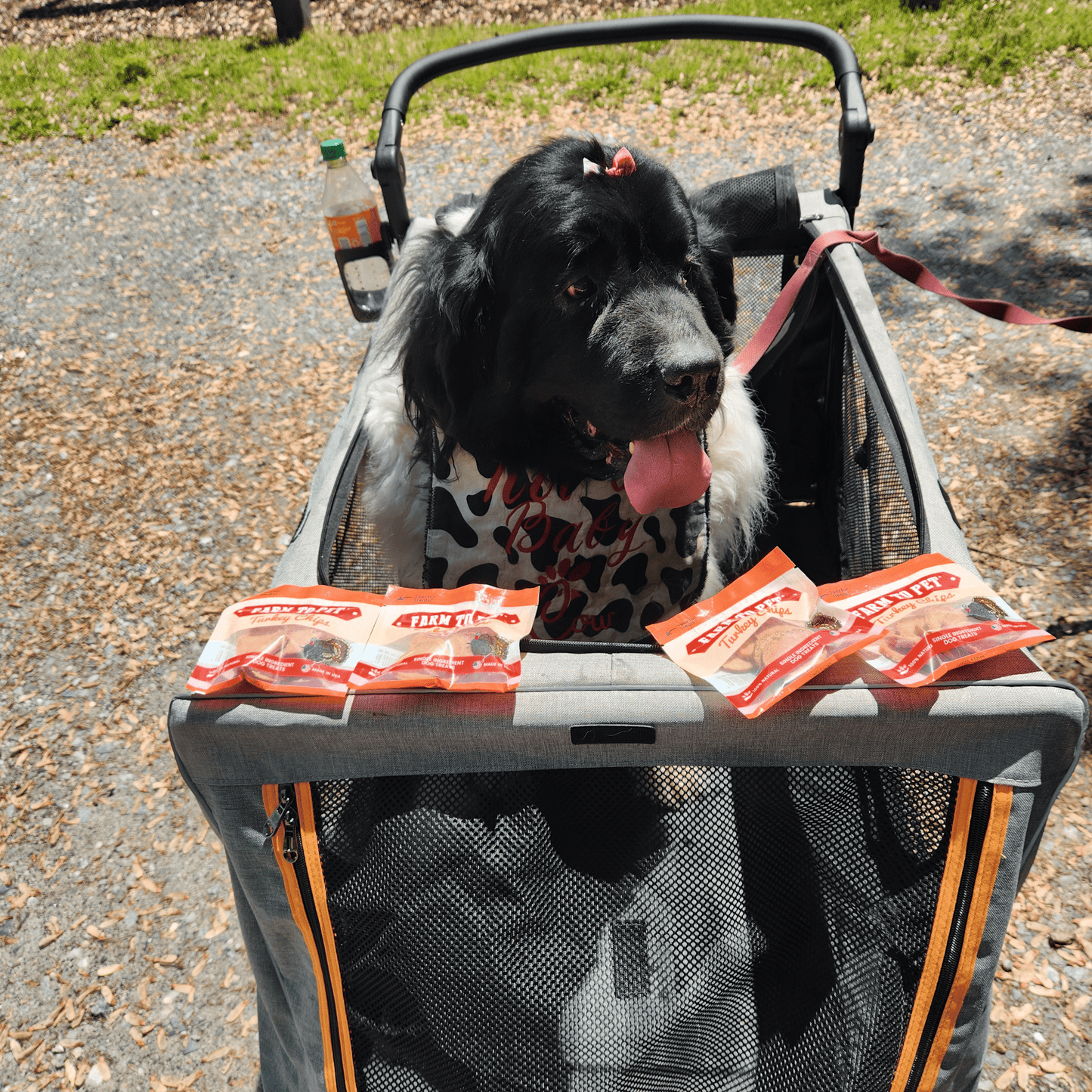 Turkey Chips Snack Pack Bundles | Low Allergen Treats for Training
